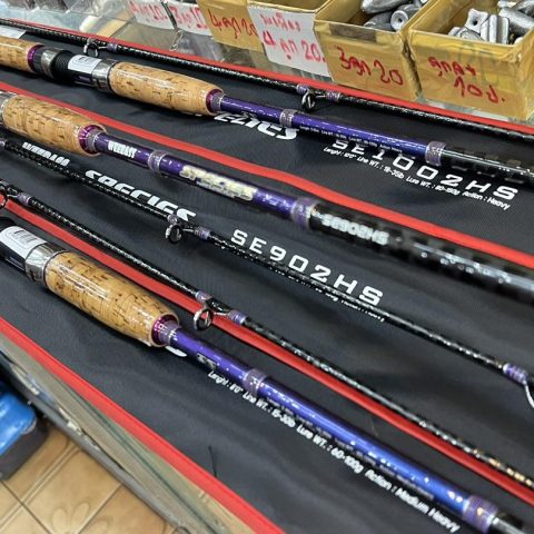 คัน Weebass SPECIES